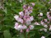 Deutzia x Codsall Pink