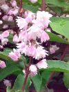 Deutzia scabra Plena