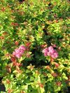 Spiraea jap. Magic Carpet