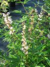 Vitex agnus- castus Rosea*