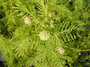 Desmanthus illinoensis